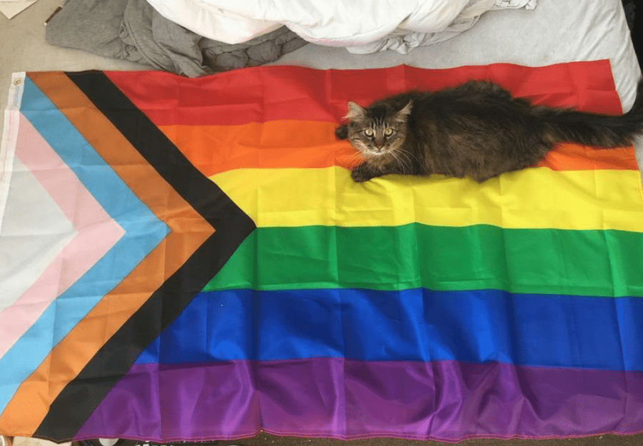 Tabby cat lounging on top of the Progress Pride Flag spread across a bed